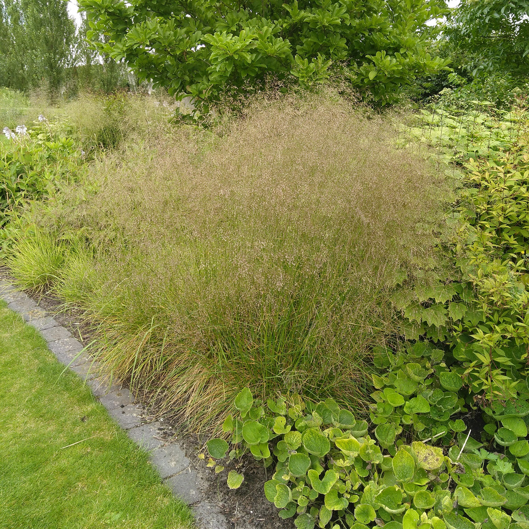 Deschampsia cespitosa 'Goldtau' ~ Golden Dew Tufted Hair Grass-ServeScape