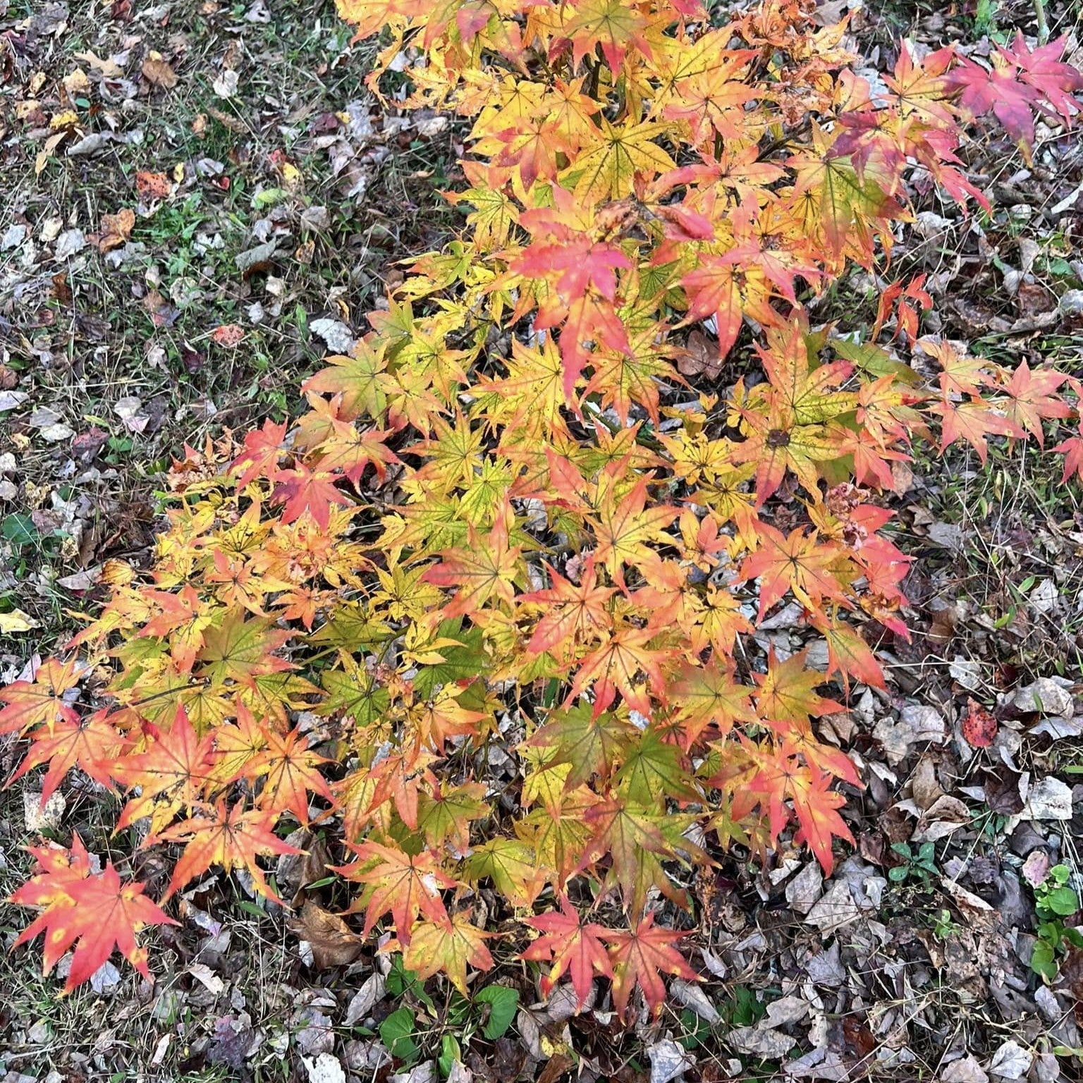 Acer palmatum 'Peaches and Cream' ~ Peaches and Cream Japanese Maple-ServeScape