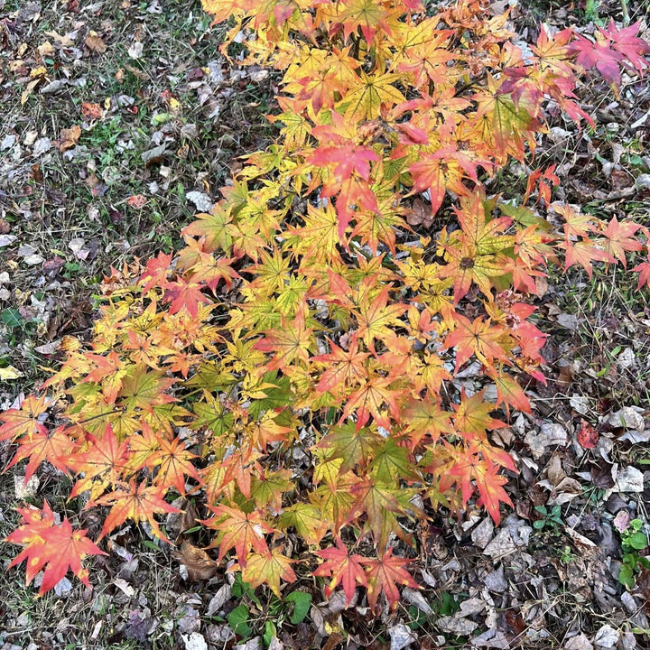 Acer palmatum 'Peaches and Cream' ~ Peaches and Cream Japanese Maple-ServeScape