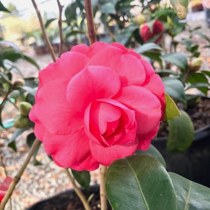 Camellia japonica 'Hilda Honeycutt' ~ Hilda Honeycutt Camellia-ServeScape