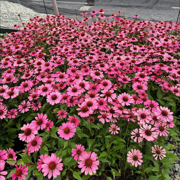 Echinacea 'Panama Rose' ~ Panama® Rose Coneflower-ServeScape