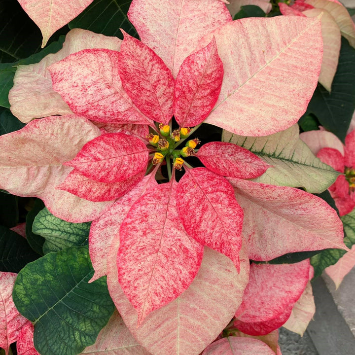 Euphorbia pulcherrima 'Premium Picasso' ~ Premium Picasso Poinsettia-ServeScape