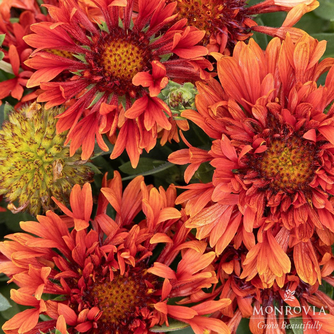 Gaillardia aristata 'Mariachi Red' ~ Monrovia® Spintop™ Mariachi Red Blanket Flower-ServeScape