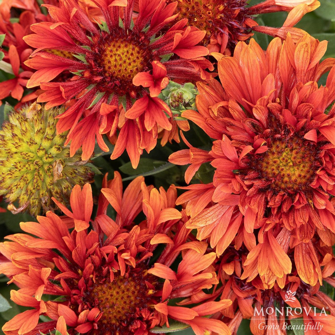 Gaillardia aristata 'Mariachi Red' ~ Monrovia® Spintop™ Mariachi Red Blanket Flower-ServeScape