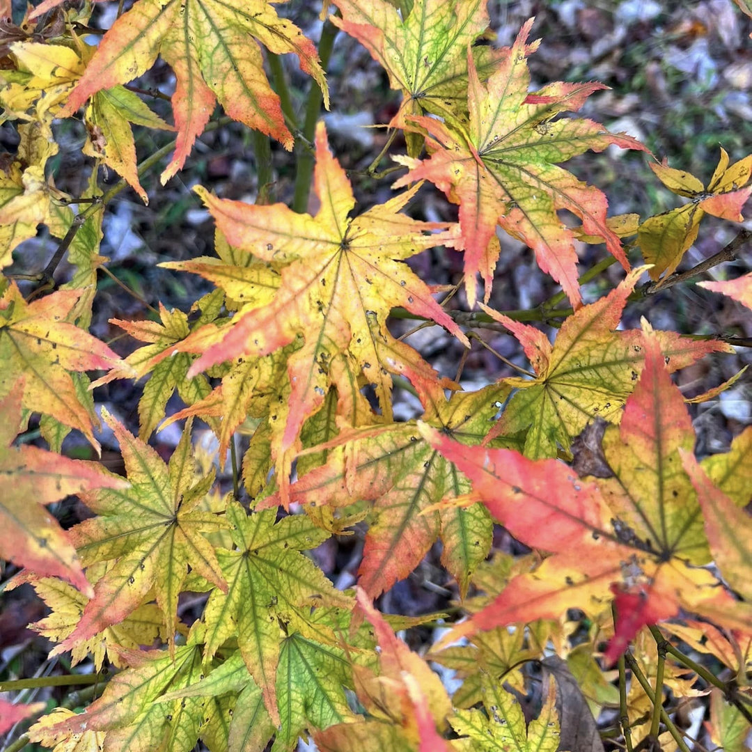 Acer palmatum 'Peaches and Cream' ~ Peaches and Cream Japanese Maple-ServeScape