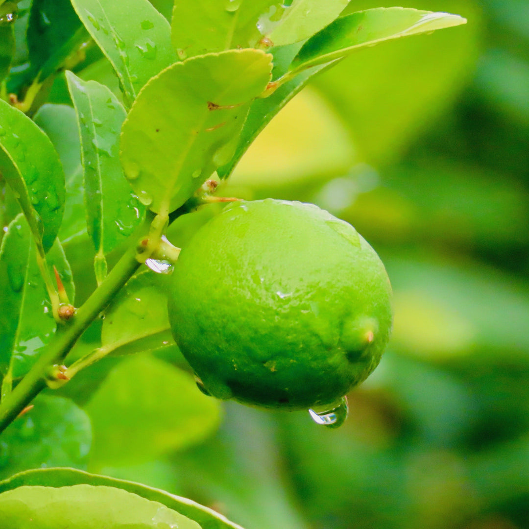 Citrus x latifolia ~ Persian Lime-ServeScape