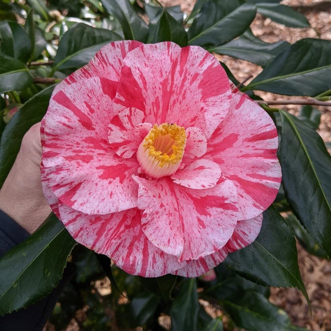 Camellia japonica 'Tricolor Superba' ~ Tricolor Superba Camellia-ServeScape
