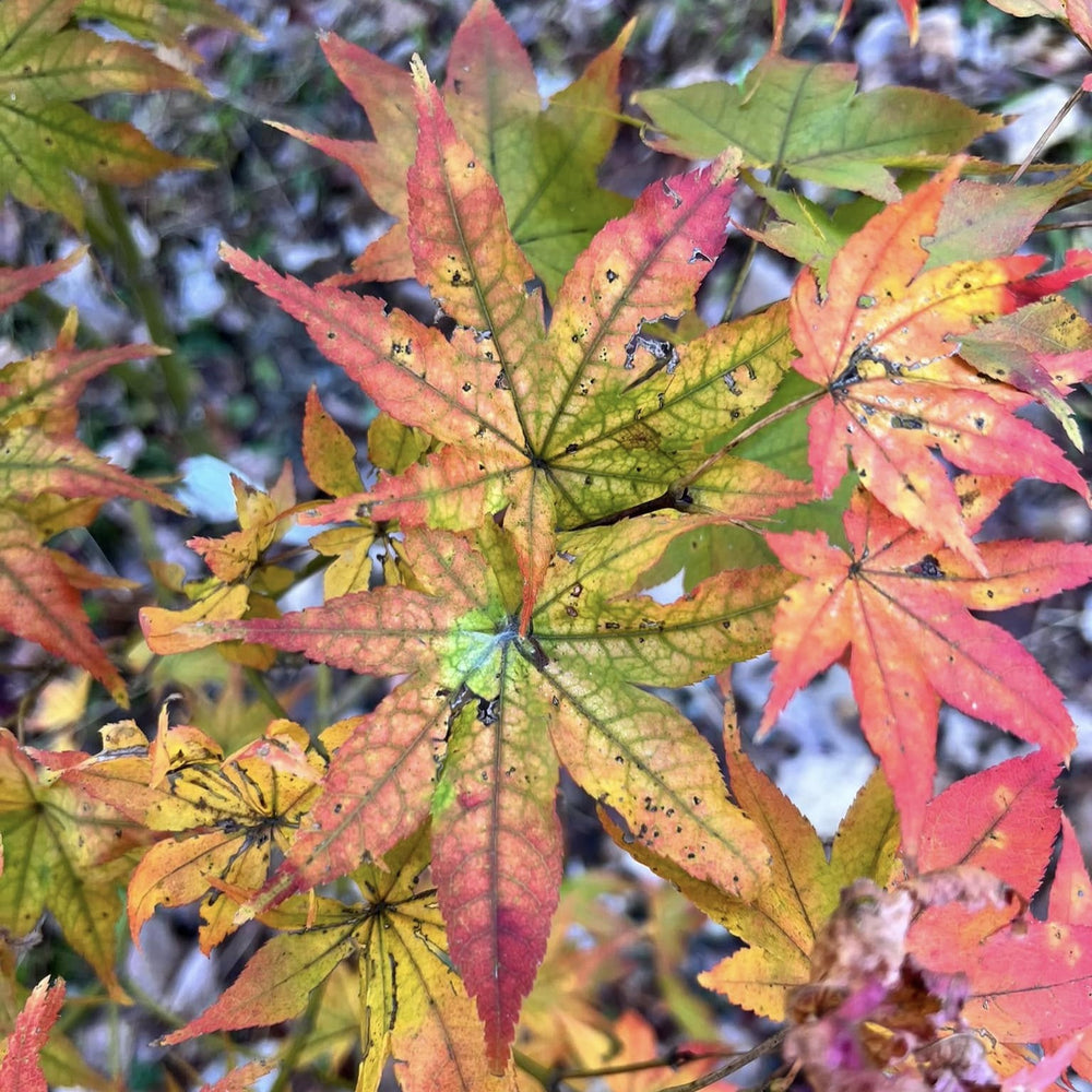 Acer palmatum 'Peaches and Cream' ~ Peaches and Cream Japanese Maple-ServeScape