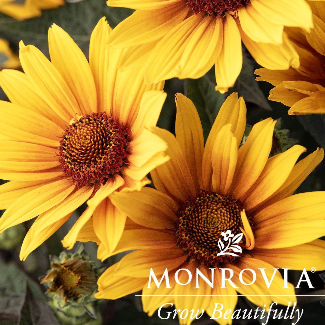 Heliopsis helianthoides 'Punto Rosso' ~ Monrovia® Punto Rosso False Sunflower-ServeScape