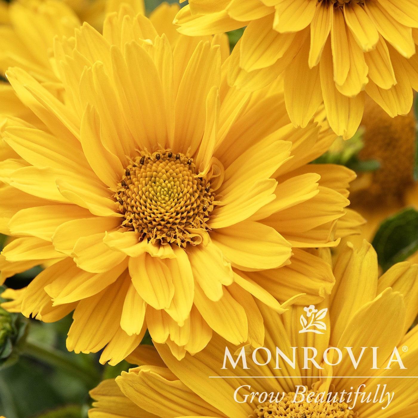 Heliopsis helianthoides 'Sole Giatto' ~ Monrovia® Sole Giatto False Sunflower-ServeScape