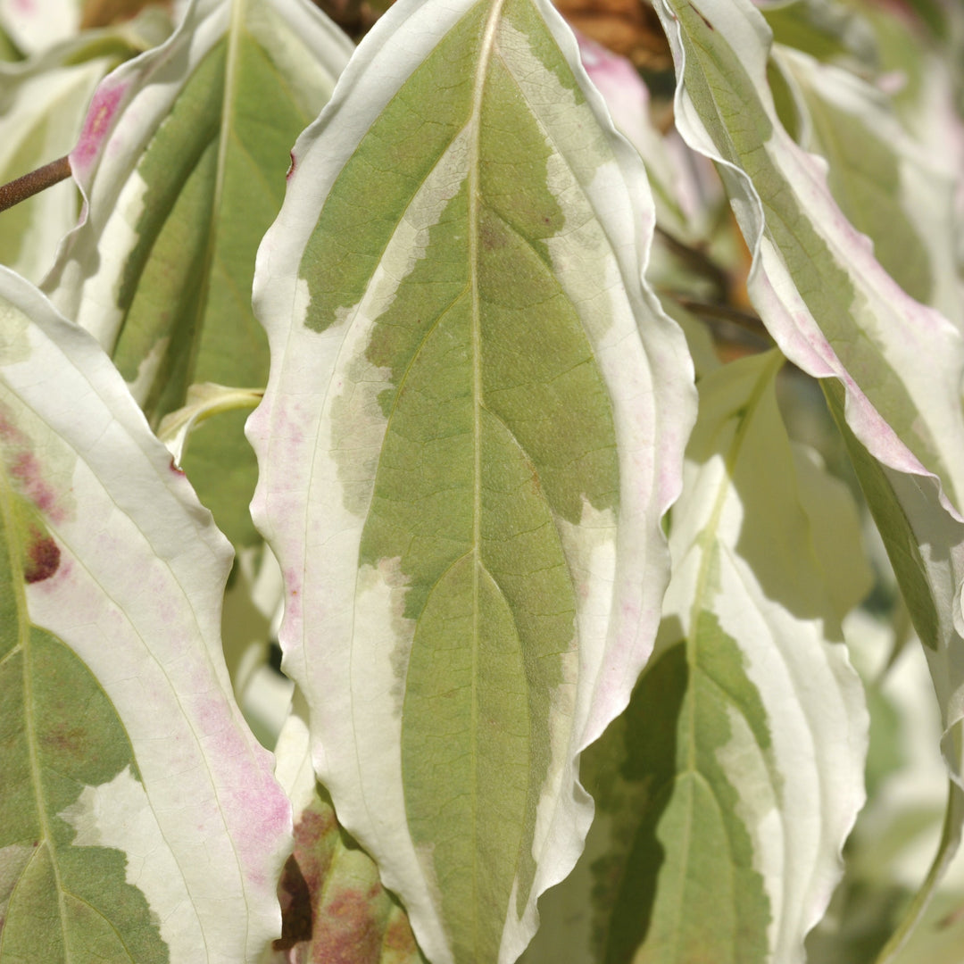 Cornus kousa 'Summer Fun' ~ Summer Fun Dogwood-ServeScape