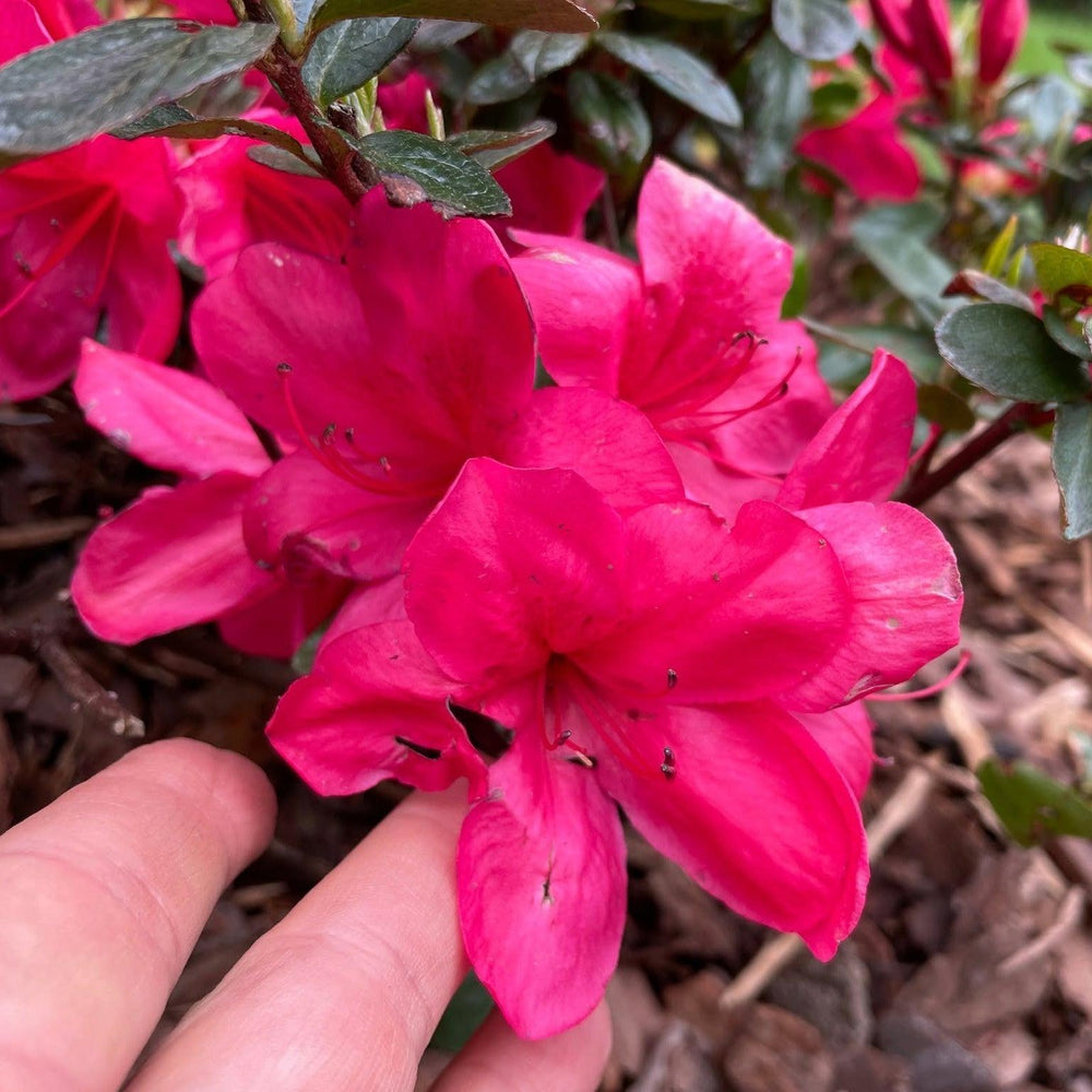 Rhododendron x carla 'Sunglow' ~ Sunglow Azalea-ServeScape