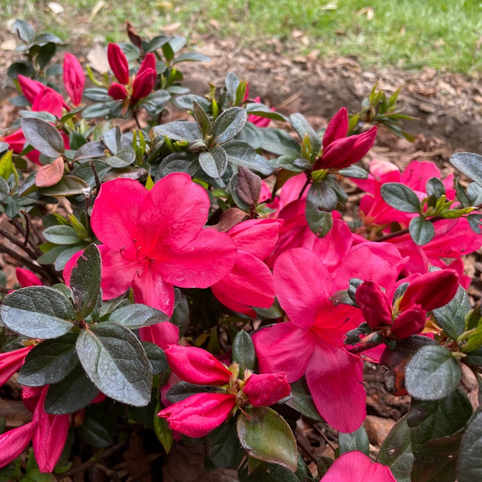 Rhododendron x carla 'Sunglow' ~ Sunglow Azalea-ServeScape