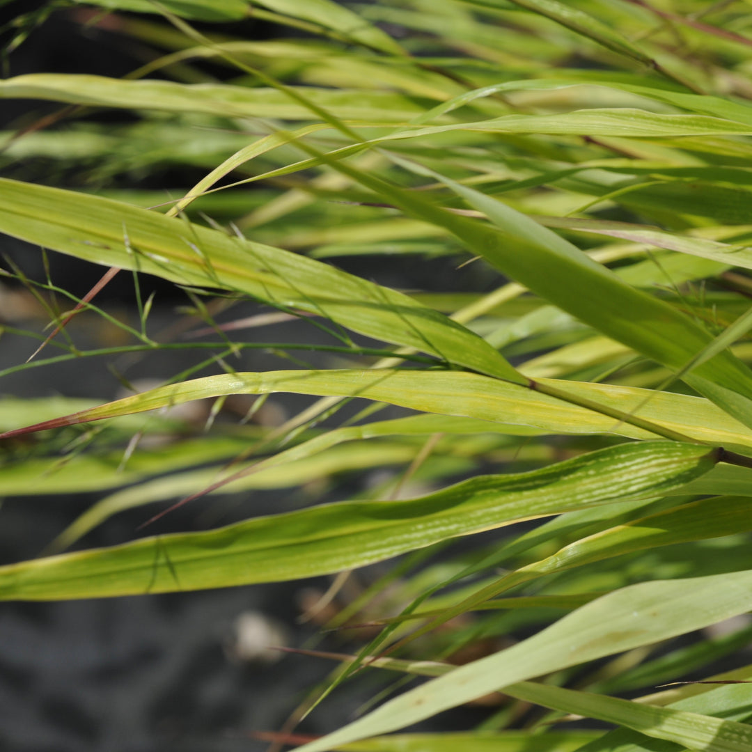 Hakonechloa macra 'Beni Kaze' ~ Beni Kaze Japanese Forest Grass-ServeScape