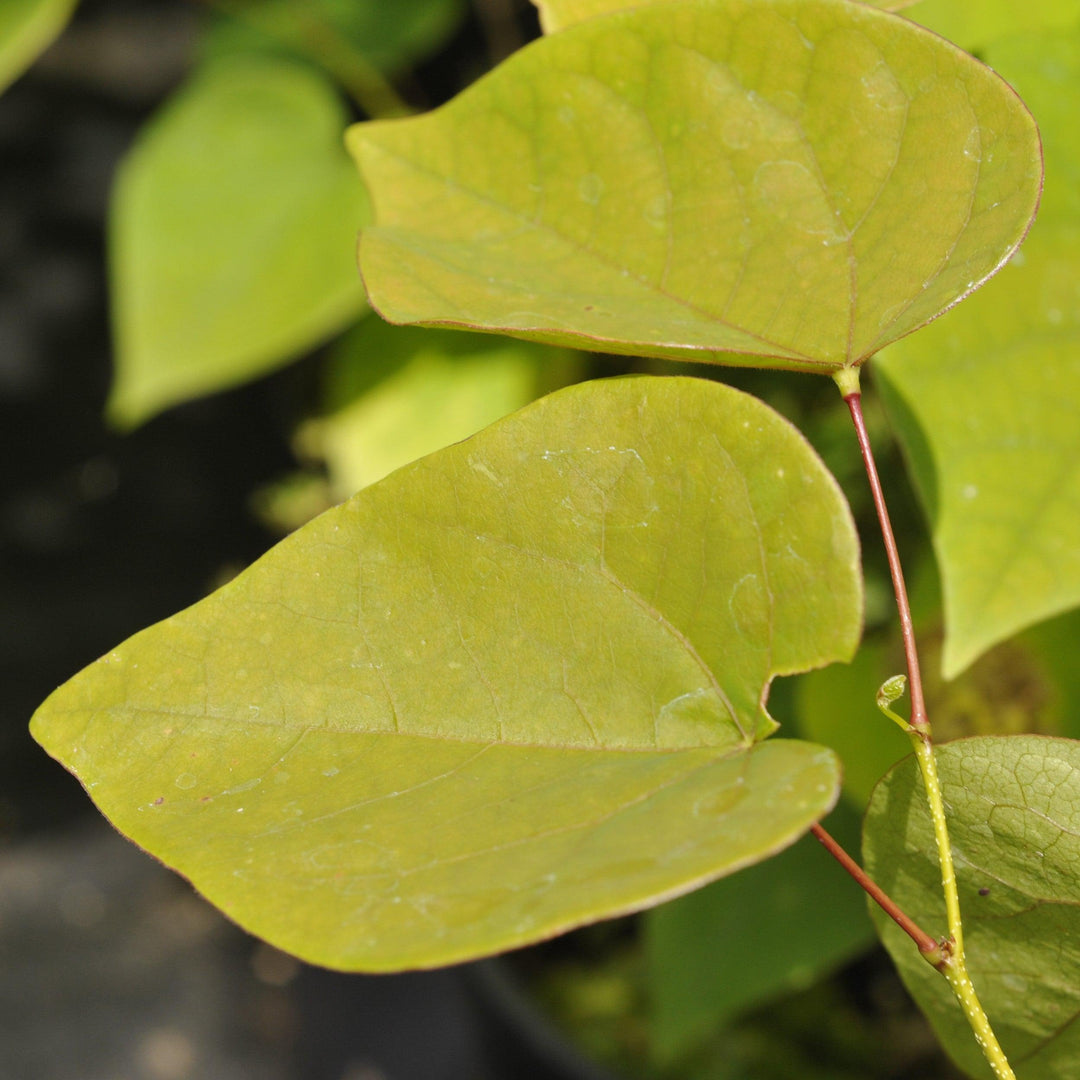 Cercis chinensis 'Don Egolf' ~ Don Egolf Chinese Redbud-ServeScape