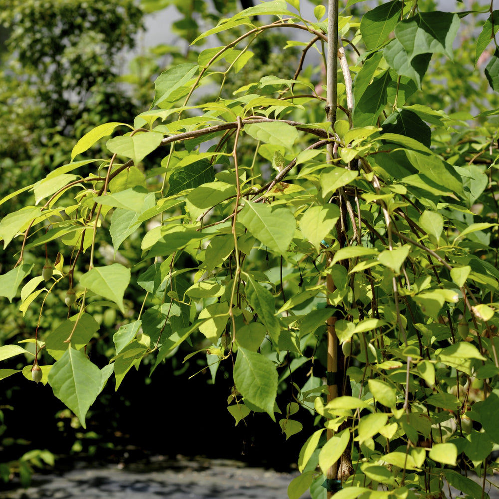 Styrax japonicus 'Fragrant Fountain' ~ Fragrant Fountain Japanese Snowbell-ServeScape