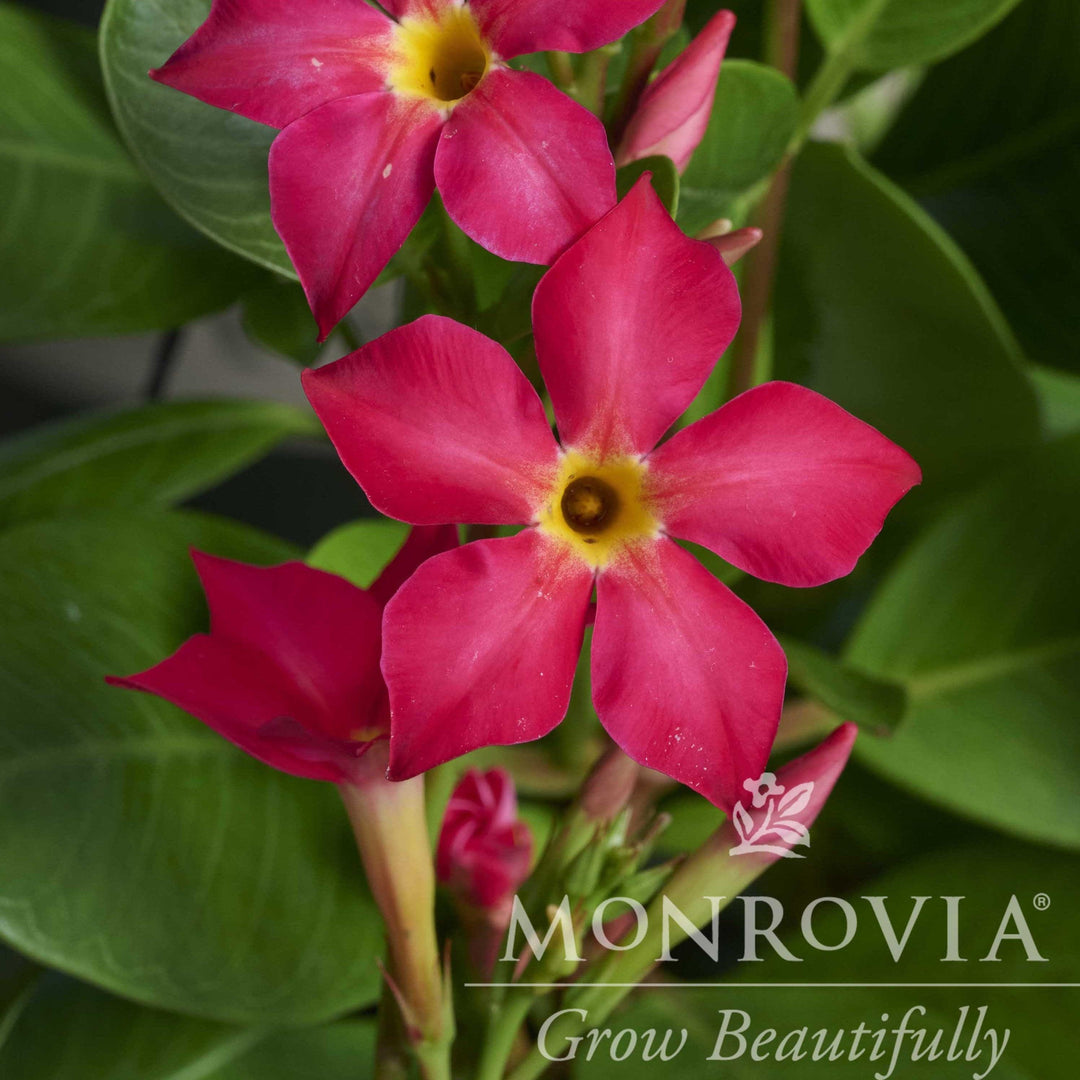 Mandevilla x 'Fired Up Coral' ~ Monrovia® Sun Parasol® Fired Up™ Coral Mandevilla-ServeScape