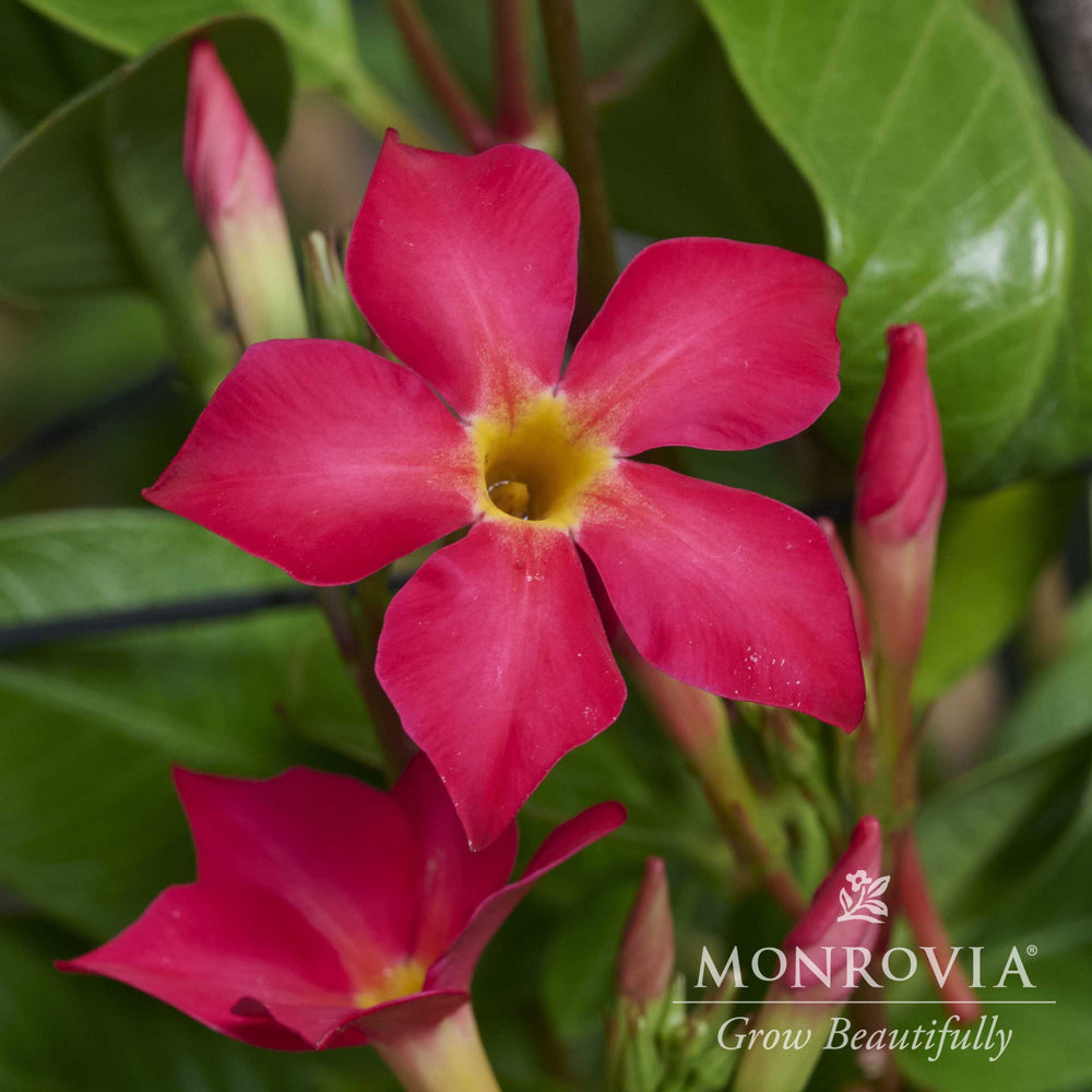 Mandevilla x 'Fired Up Coral' ~ Monrovia® Sun Parasol® Fired Up™ Coral Mandevilla-ServeScape
