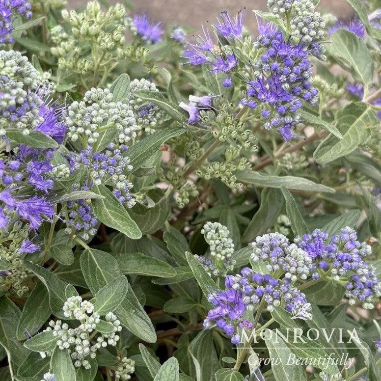 Caryopteris 'Blue dune' ~ Monrovia® Blue Dune Bluebeard-ServeScape