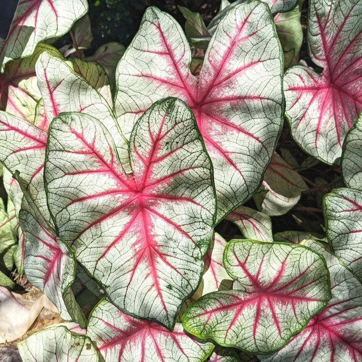 Caladium 'Fiesta' ~ Fiesta Caladium-ServeScape