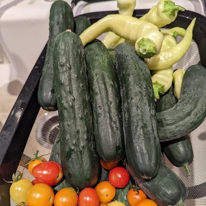 Cucumis sativus 'Corinto' ~ Corinto Cucumber-ServeScape