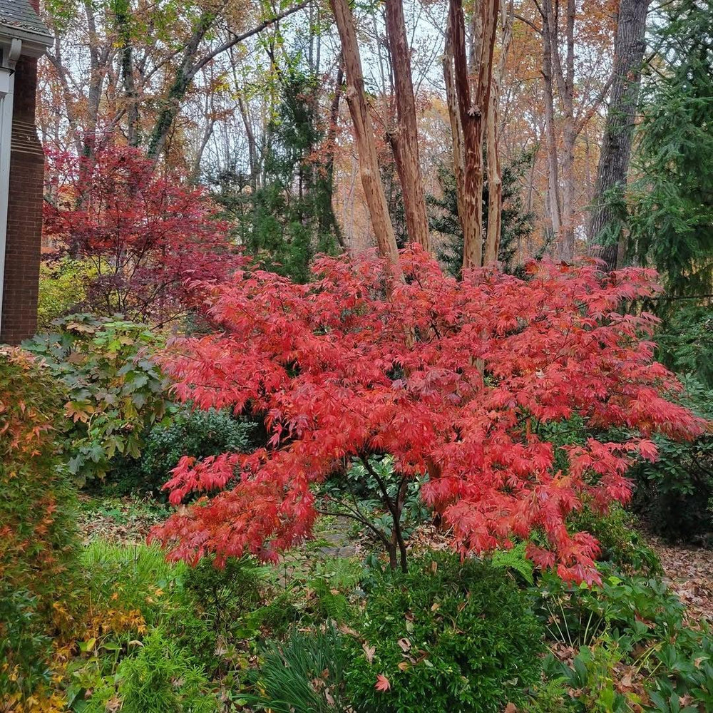 Acer palmatum 'Oregon Sunset' ~ Oregon Sunset Japanese Maple-ServeScape