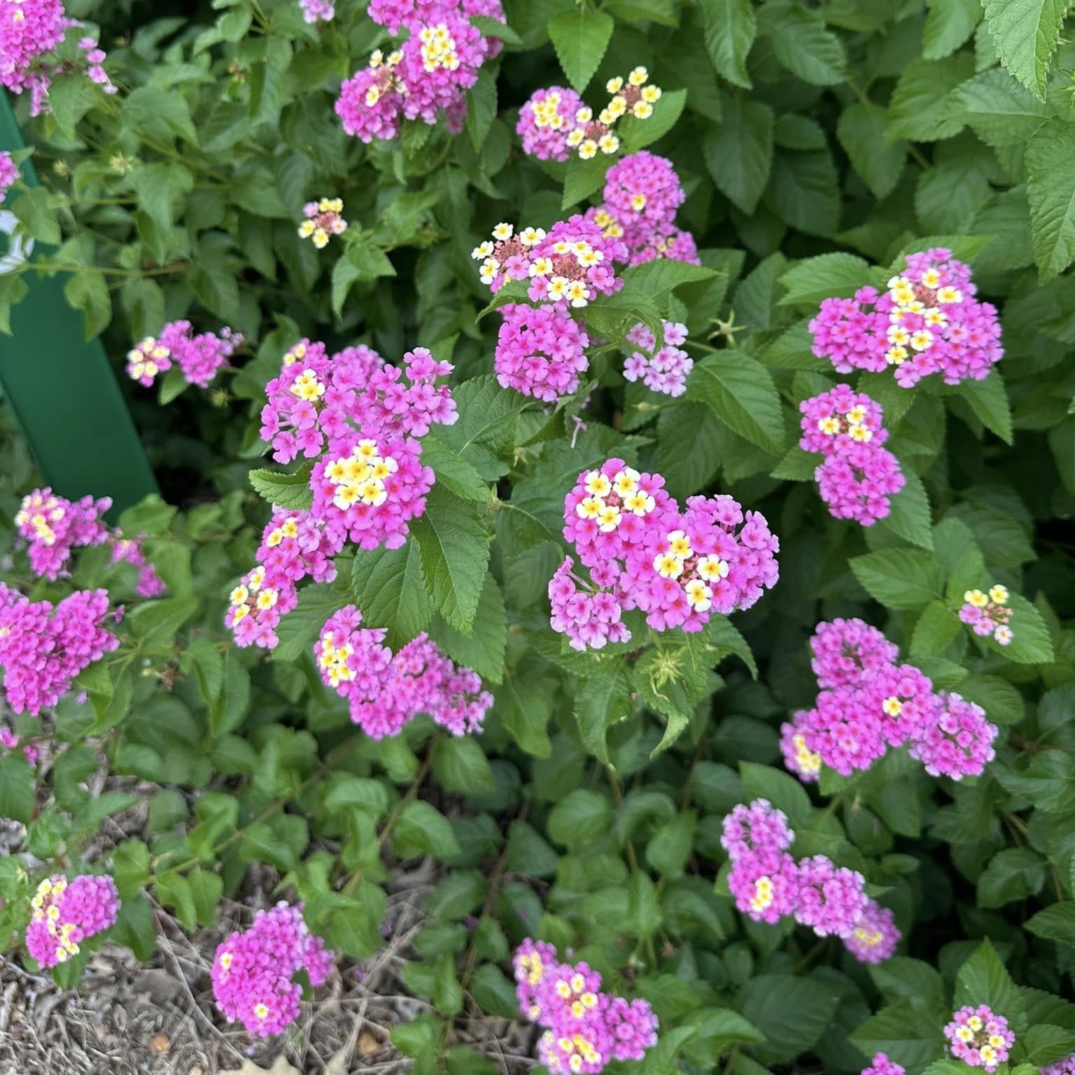 Lantana camara 'Ham & Eggs' ~ Ham & Eggs Lantana-ServeScape