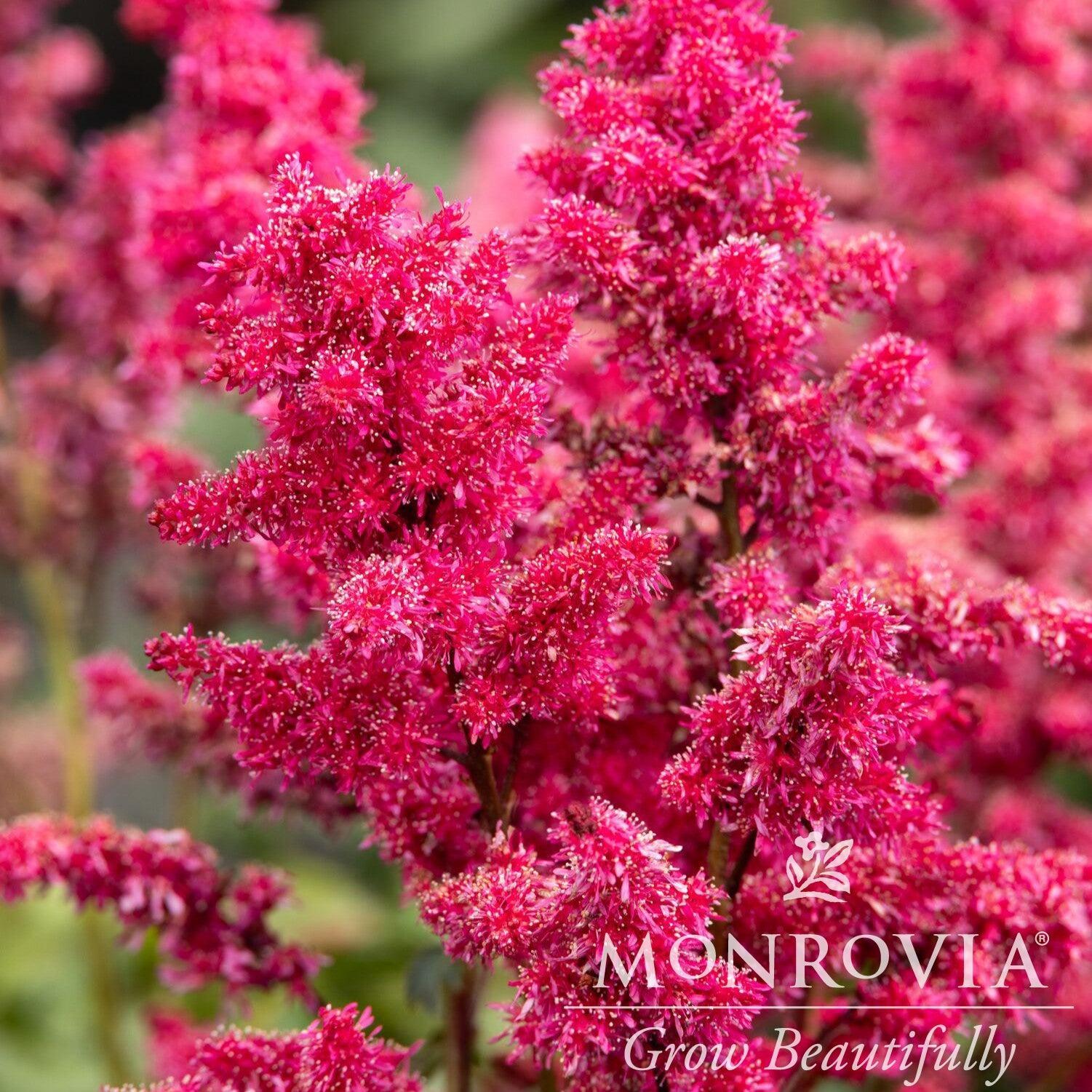 Astilbe 'Little Red Velvet' ~ Monrovia® Little Red Velvet™ Astilbe-ServeScape