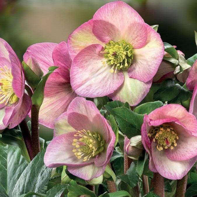 Helleborus x glandorfensis 'Ice N' Roses Rosetta' ~ HGC® Ice N' Roses Rosetta Hellebore-ServeScape