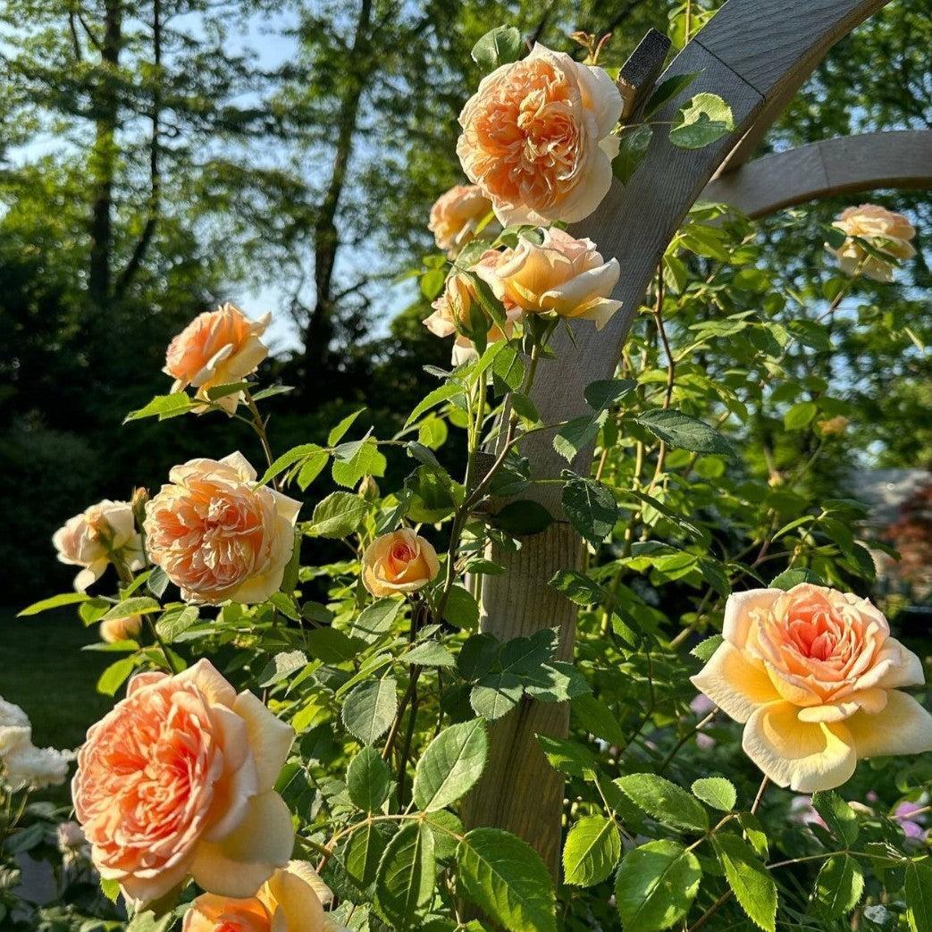 Rosa 'Auschimbley' ~ Bathsheba Climbing Rose-ServeScape
