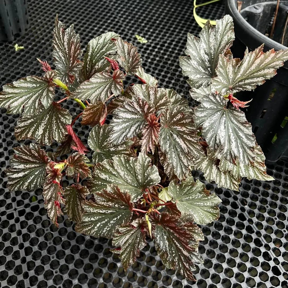 Begonia 'Lana' ~ Lana Angelwing Begonia-ServeScape