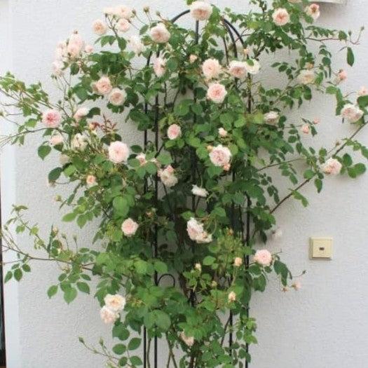 Rosa 'AUSmobile' ~ The Albrighton Rambler® Rose-ServeScape