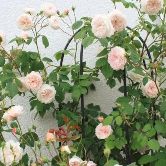 Rosa 'AUSmobile' ~ The Albrighton Rambler® Rose-ServeScape