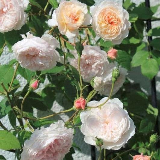 Rosa 'AUSmobile' ~ The Albrighton Rambler® Rose-ServeScape