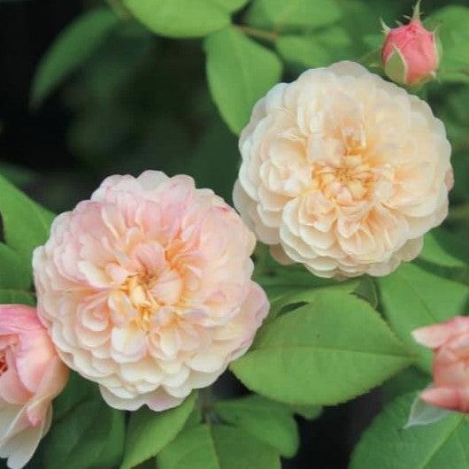 Rosa 'AUSmobile' ~ The Albrighton Rambler® Rose-ServeScape