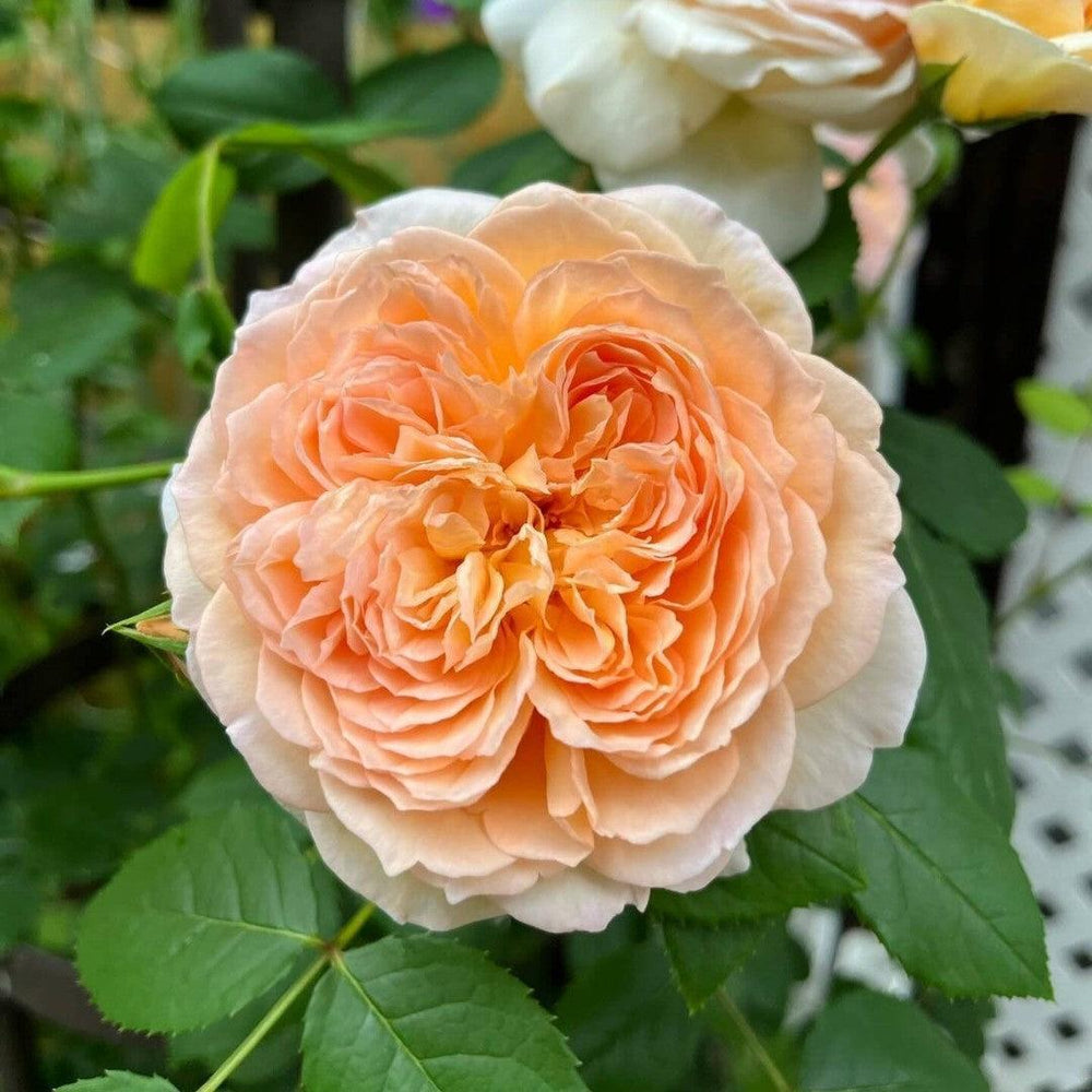 Rosa 'Auschimbley' ~ Bathsheba Climbing Rose-ServeScape