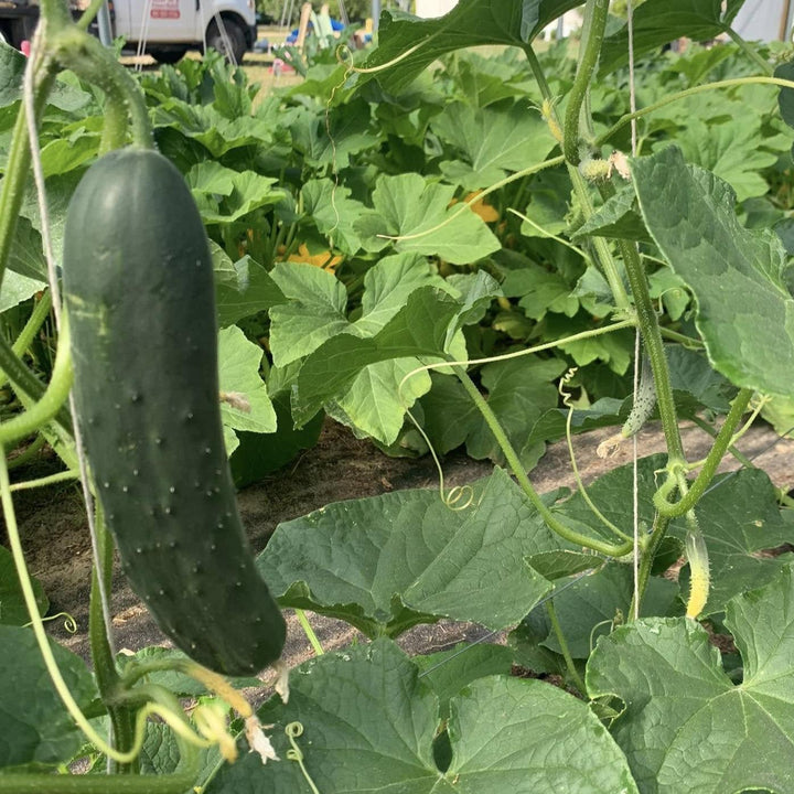 Cucumis sativus 'Corinto' ~ Corinto Cucumber-ServeScape
