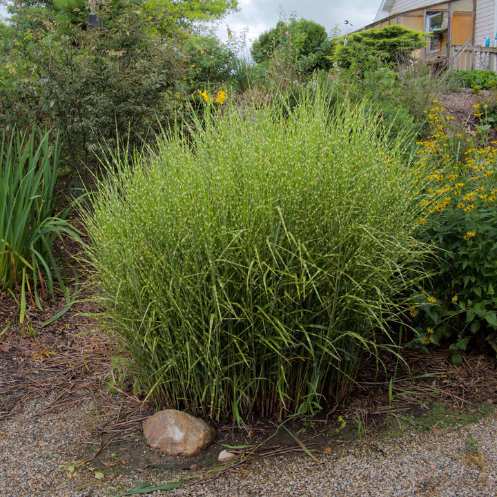 Miscanthus sinensis 'Zebrinus' ~ Zebra Grass-ServeScape