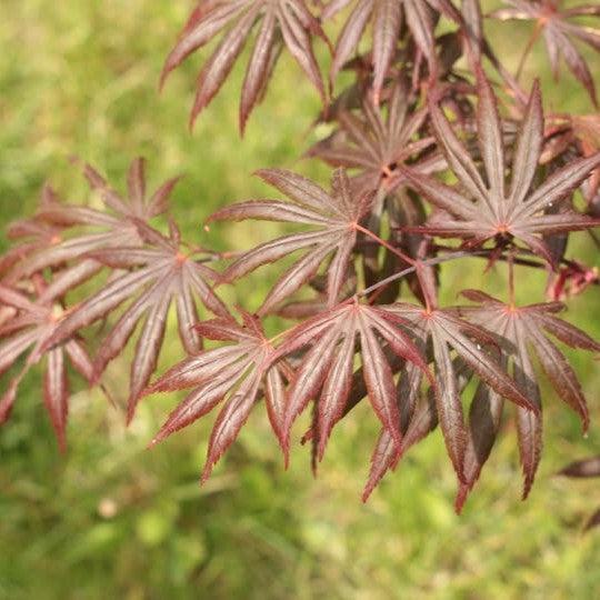 Acer palmatum 'Trompenburg' ~ Trompenburg Maple-ServeScape