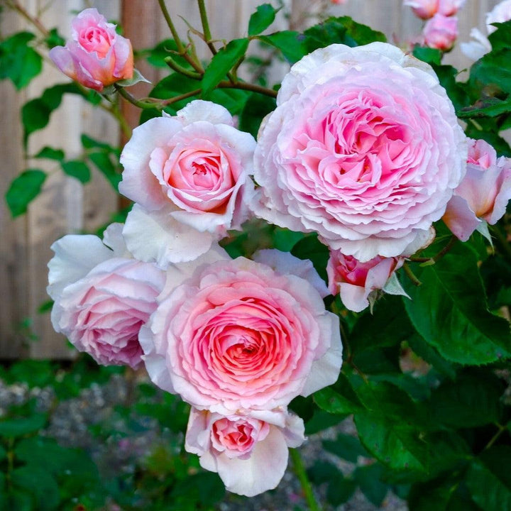 Rosa 'Auscrystal' ~ James Galway® Climbing Rose-ServeScape