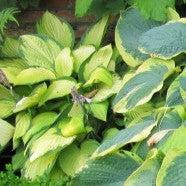 Hosta 'Island Breeze' ~ Island Breeze Hosta-ServeScape