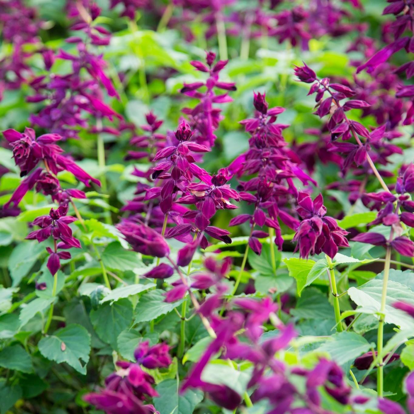 Salvia splendens 'Saucy Wine' ~ Saucy™ Wine Salvia-ServeScape