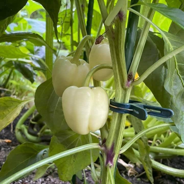 Capsicum annuum (Grossum Group) ~ Bell Pepper, White-ServeScape