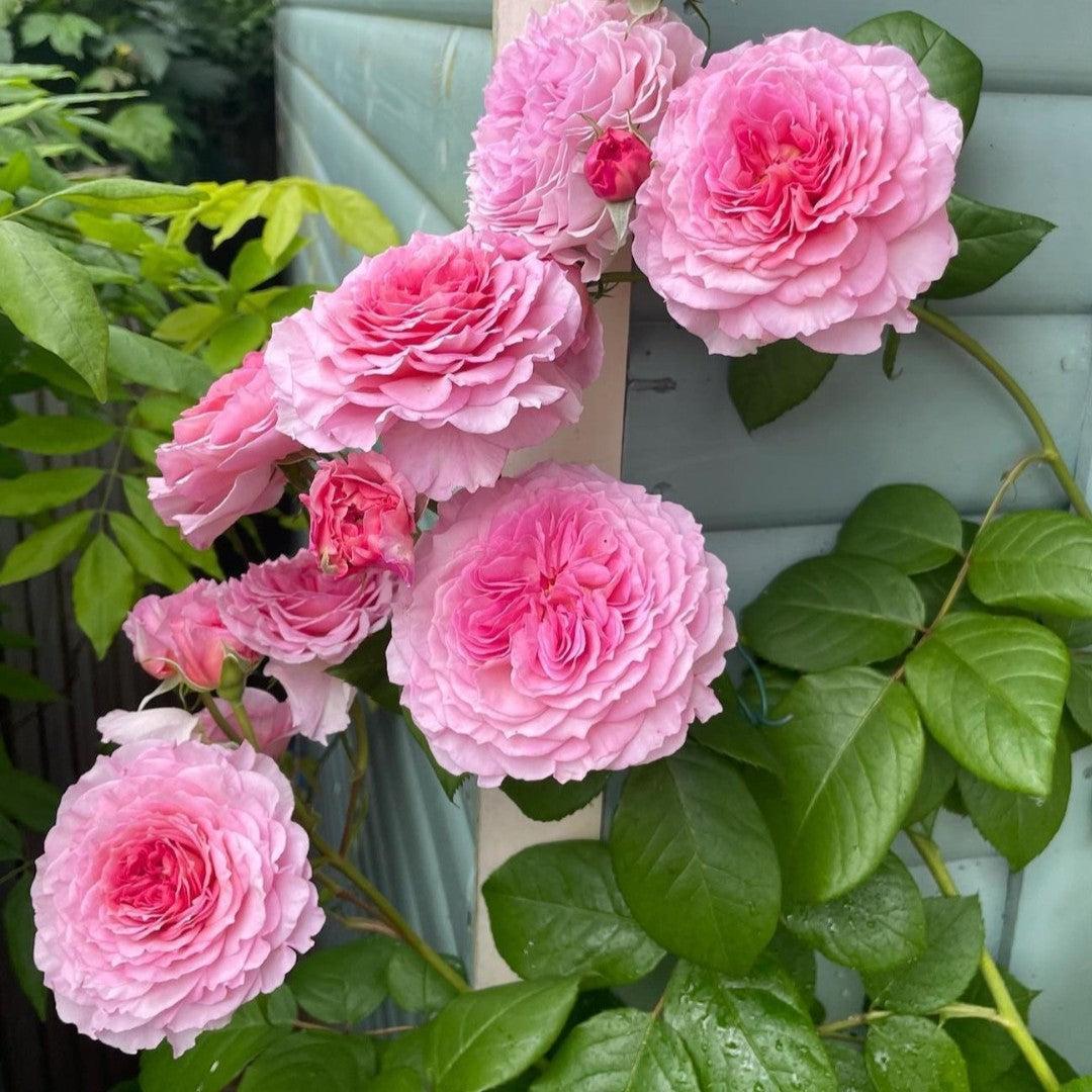 Rosa 'Auscrystal' ~ James Galway® Climbing Rose-ServeScape