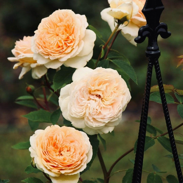 Rosa 'Auschimbley' ~ Bathsheba Climbing Rose-ServeScape
