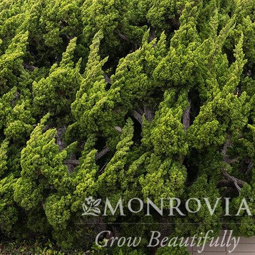 Juniperus chinensis 'Torulosa' ~ Monrovia® Hollywood Juniper-ServeScape