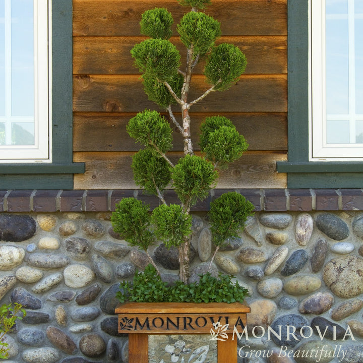 Juniperus chinensis 'Torulosa' ~ Monrovia® Hollywood Juniper-ServeScape
