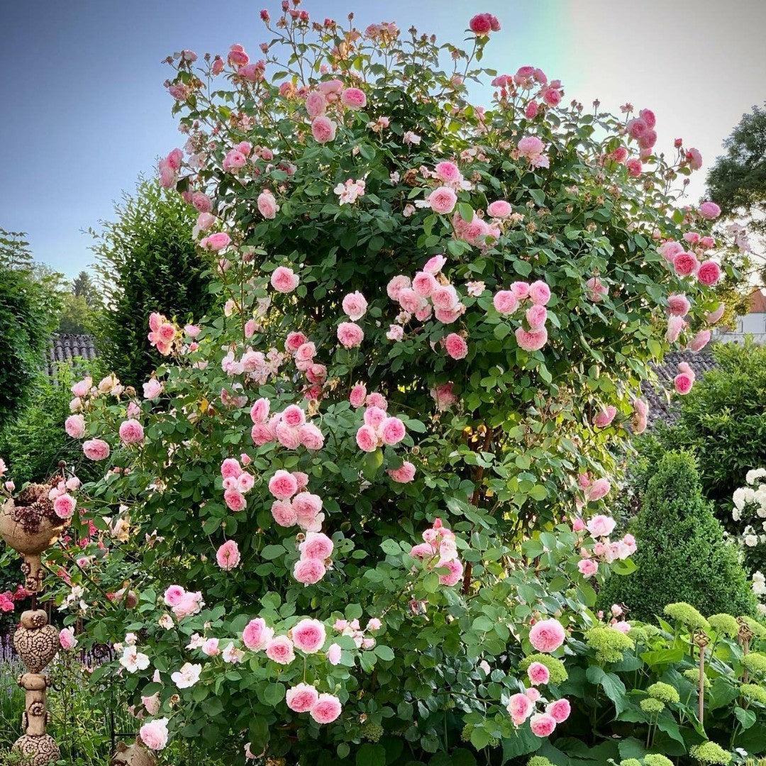 Rosa 'Auscrystal' ~ James Galway® Climbing Rose-ServeScape
