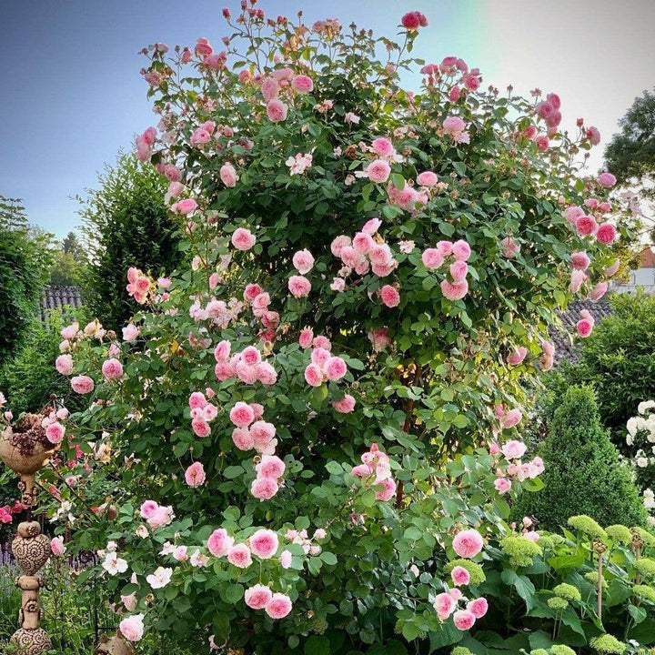 Rosa 'Auscrystal' ~ James Galway® Climbing Rose-ServeScape