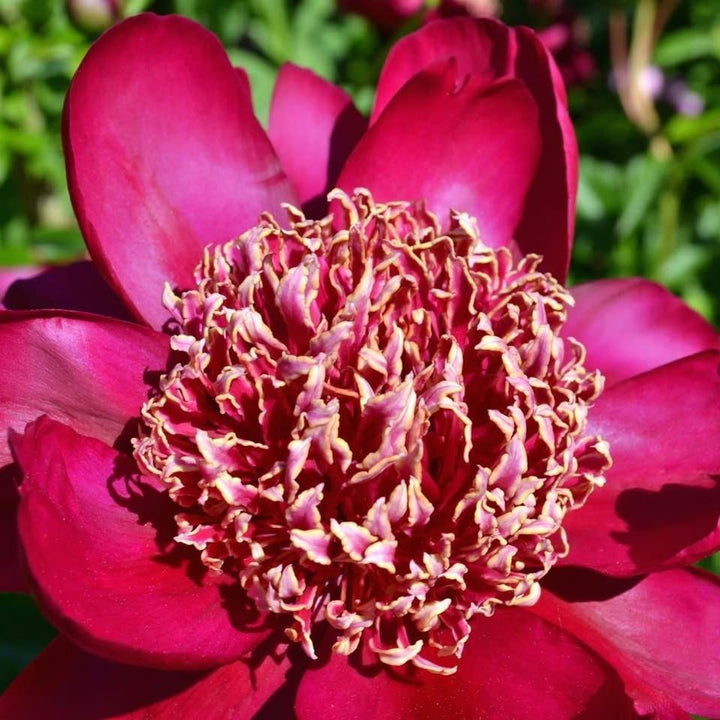 Paeonia lactiflora 'Nippon Beauty' ~ Nippon Beauty Peony-ServeScape